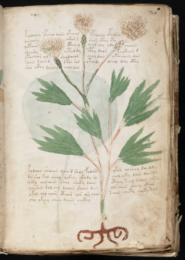 ヴォイニッチ手稿の植物について書いてあるページ