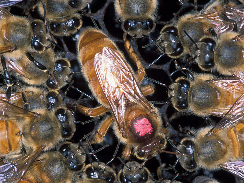 アフリカナイズドミツバチ